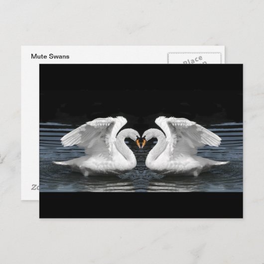 Mute White Swan Photo Mirror Afbeelding Effect Briefkaart (Voorkant / Achterkant)