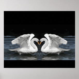 Mute White Swan Photo Mirror Afbeelding Effect Poster