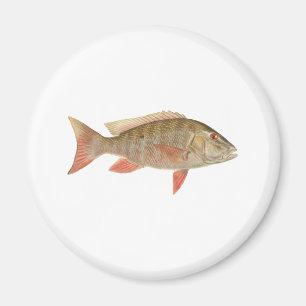 Mutton Snapper Illustratie Magneet