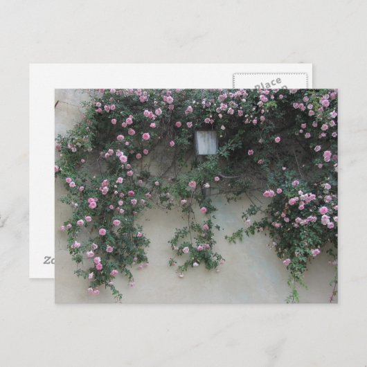 Muur van Rozen Briefkaart (Voorkant / Achterkant)