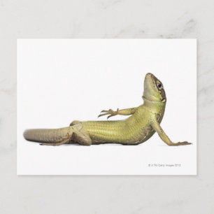 Muurhagedis liggen beneden - Podarcis muralis Briefkaart