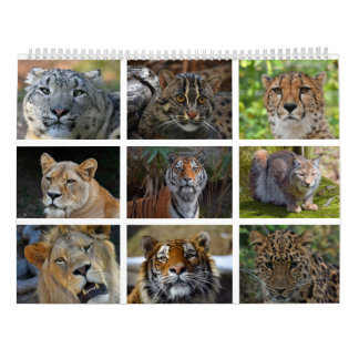 Muurkalender met foto's van wilde katten kalender
