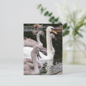 Muute Swan Family Briefkaart (Staand voorkant)