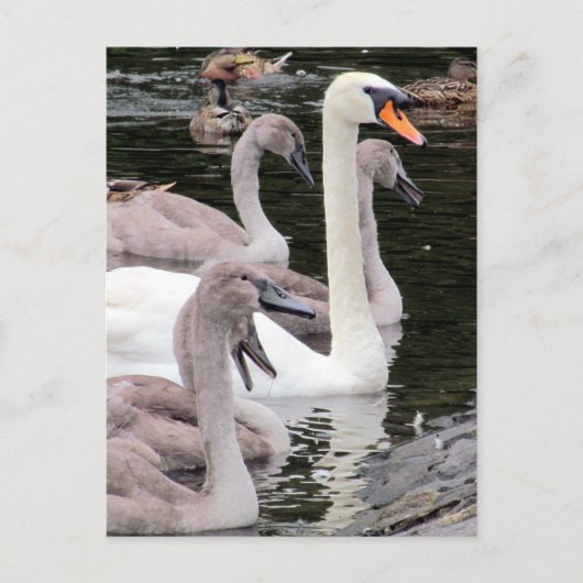 Muute Swan Family Briefkaart (Voorkant)