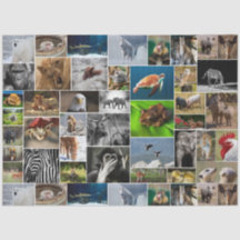"My Animal Kingdom" Wild Animal Tissue Paper