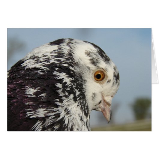 My Pretty Pigeon Blank Greeting Card (Voorkant Horizontaal)