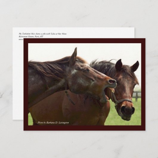 My Turbulent Miss with Taba Postcard Briefkaart (Voorkant / Achterkant)