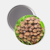 Mycena inclinata Mushroom Magnet (Recto/Verso)