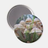 Mycena inclinata Mushroom Magnet (Recto/Verso)