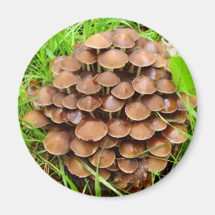 Mycena inclinata Mushroom Magnet Magneet