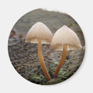 Mycena inclinata Mushroom Magnet Magneet
