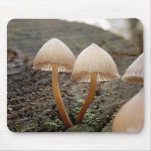 Mycena inclinata Mushroom Mouse Muismat