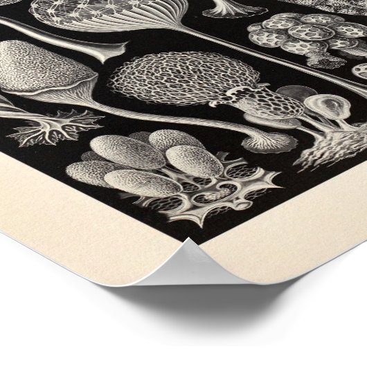 Mycetozoa Ernst Haeckel Art Print (Hoek)