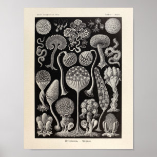  Mycetozoa Ernst Haeckel Art Print