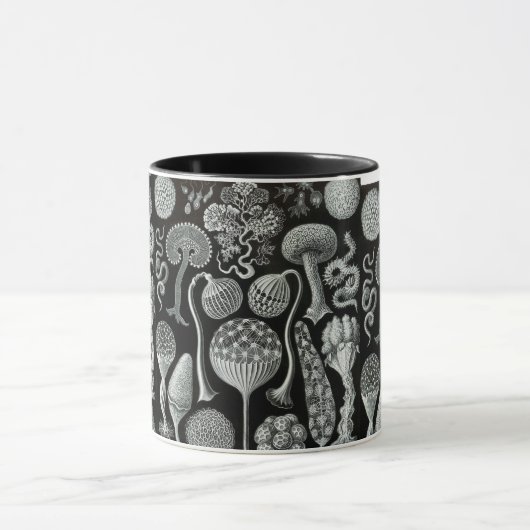 Mycetozoa van Ernst Haeckel Mok (Midden)