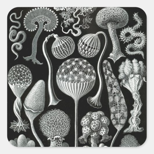 Mycetozoa van Ernst Haeckel Vierkante Sticker (Voorkant)