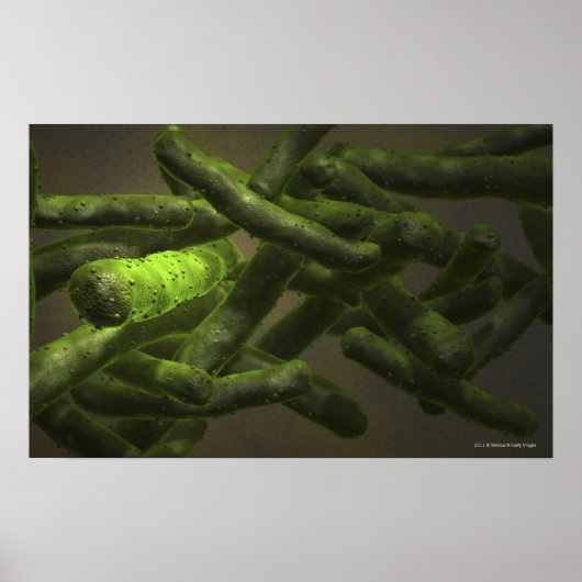 Mycobacterium tuberculosis cellen poster (Voorkant)