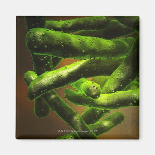Mycobacterium Tuberculosis Magneet