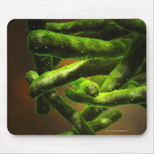 Mycobacterium Tuberculosis Muismat