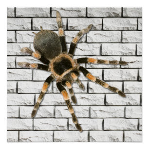 Mygale spin (Brachypelma smithi). Perfect Poster