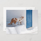 Mykonos cat - Postcard Briefkaart (Voorkant / Achterkant)