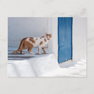 Mykonos cat - Postcard Briefkaart