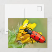 Mylabris kever op bloem briefkaart (Voorkant / Achterkant)