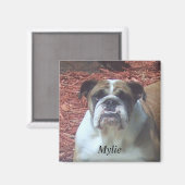 Mylie English Bulldog Magnet Carré (Recto/Verso)