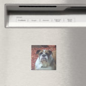 Mylie English Bulldog Magnet Carré (In Situ (Lave-vaisselle))