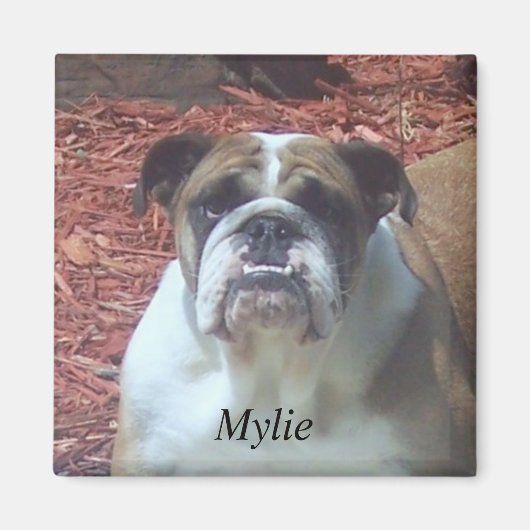 Mylie English Bulldog Magnet Carré (Devant)