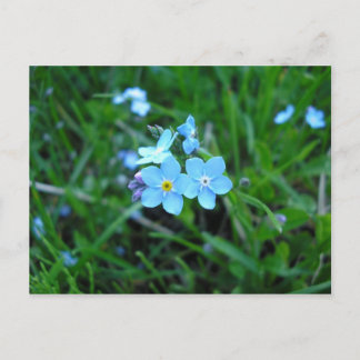Myosotis (2) briefkaart