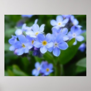 Myosotis sylvatica - Vergeet de opmerkingen Poster