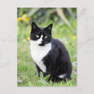 Myrdha de kat briefkaart
