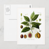 Myristica fragrans (nutmeg) briefkaart (Voorkant / Achterkant)