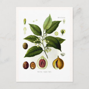 Myristica fragrans (nutmeg) briefkaart
