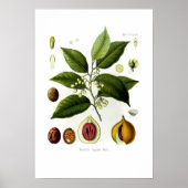 Myristica fragrans (nutmeg) poster (Voorkant)