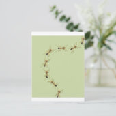 Myrmoteras Binghami, Ants Briefkaart (Staand voorkant)