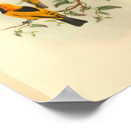 Mysore Yellow Flycatcher Bird Print (Hoek)