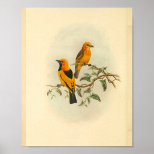 Mysore Yellow Flycatcher Bird  Print