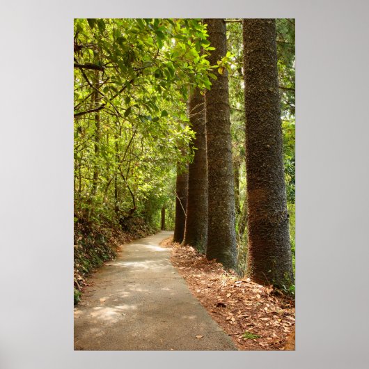 Mysterious Forest Path Poster (Voorkant)