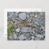 Mystery Critter Briefkaart (Voorkant / Achterkant)