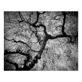 Mystery tree black and white perfect poster