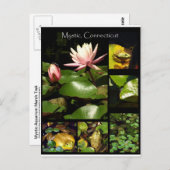 Mystic, Connecticut Briefkaart (Voorkant / Achterkant)