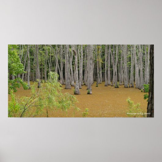 Mystic Swamp Poster (Voorkant)