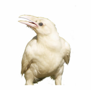 Mystic White Raven Wildlife gebeeldhouwd geschenk  Fotobeeldje Magneet