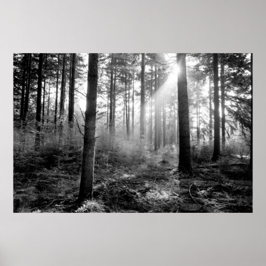 mystiek woud poster (Voorkant)