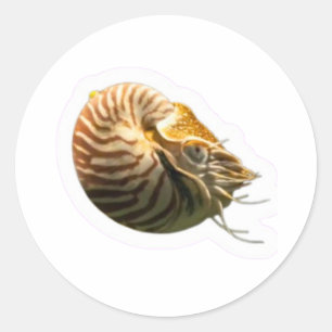 Mystieke gekamerde Nautilus-schelp sticker, levend Ronde Sticker