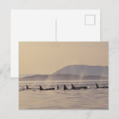 N.A., de V.S., Washington, San Juan Islands Orca Briefkaart (Voorkant / Achterkant)