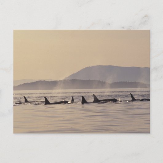 N.A., de V.S., Washington, San Juan Islands Orca Briefkaart (Voorkant)