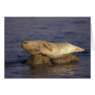 N.A., États-Unis, Californie, Monterey. Phoque co